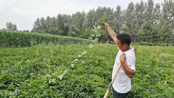 吃瓜小草民,揭秘娱乐圈幕后真相