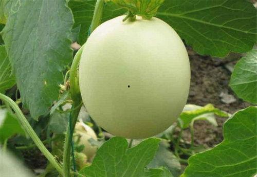 吃田瓜的好处,揭秘吃田瓜的五大益处