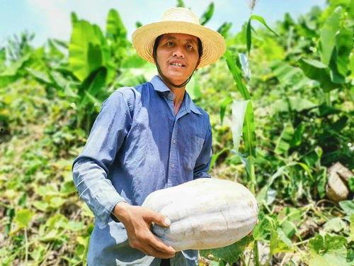 卖南瓜吃瓜群众,吃瓜群众乐翻天