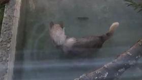 吃瓜狼迟到,揭秘迟到背后的故事与反思