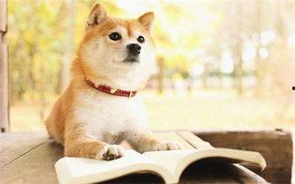 吃瓜狗狗柴犬,萌宠界的“瓜王”日常