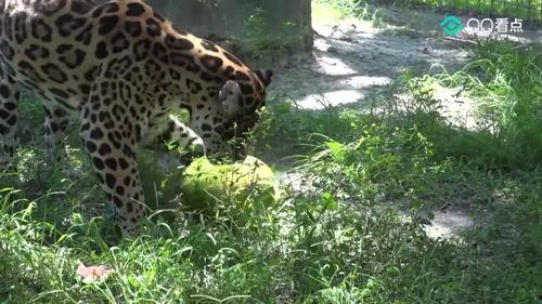 吃瓜群众张大猫,揭秘娱乐圈幕后故事