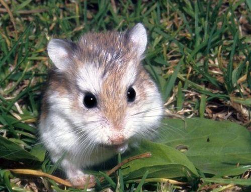 仓鼠可以吃吊瓜,揭秘吊瓜的奇妙滋味